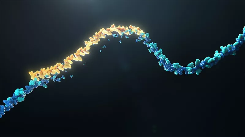 RNA图像2