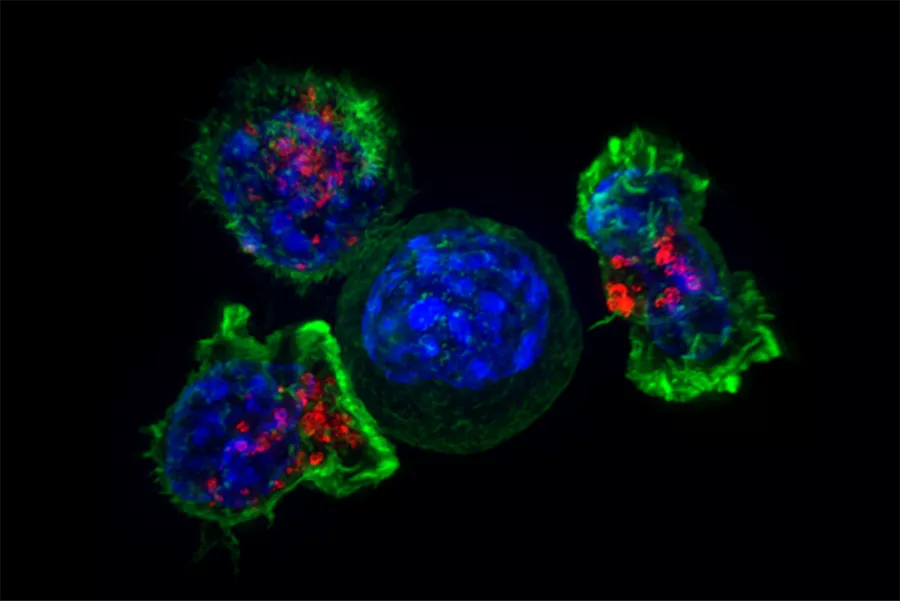 Image of Killer-T cells