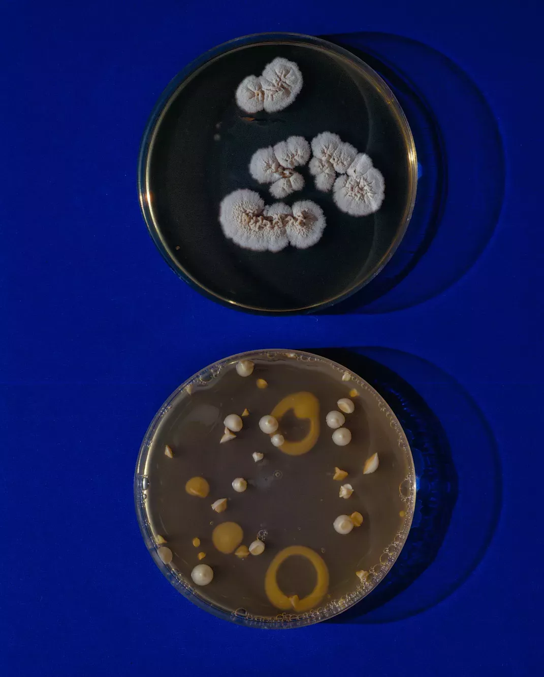 close-up-of-microbiological-culture